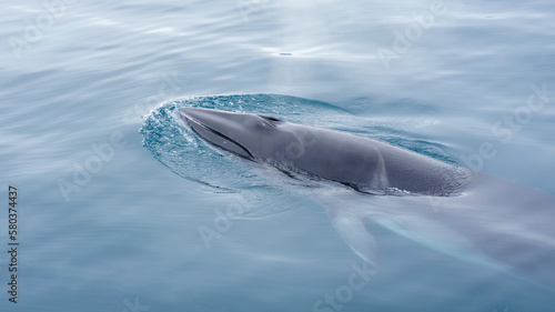 Minke Whale in Antarctica  photo