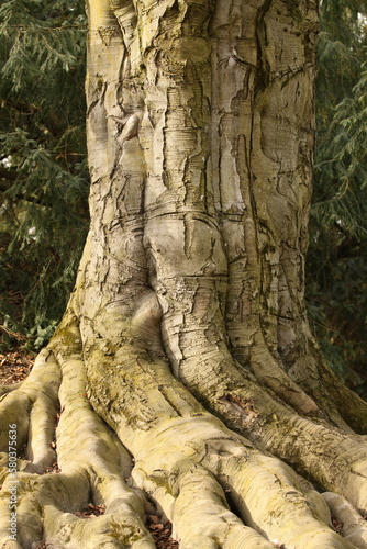 trunk of a tree