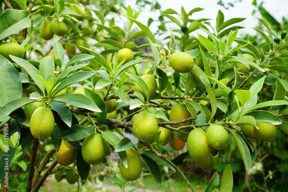 Kumquats fruit on tree background. Fresh green kumquats or cumquats fruit on tree in the garden. Citrus japonica Thunb fruit. (RUTACEAE)