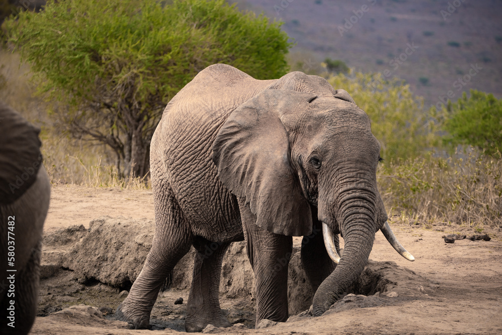 A lonely lone elephant drinking and splashing itself with mud at the waterhole. Beautiful Red Elephant with red soil in Tsavo National Park in Kenya, East Africa A lonely lone elephant drinking and splashing itself with mud at the waterhole. Beautiful Red Elephant with red soil in Tsavo National Park in Kenya, East Africa