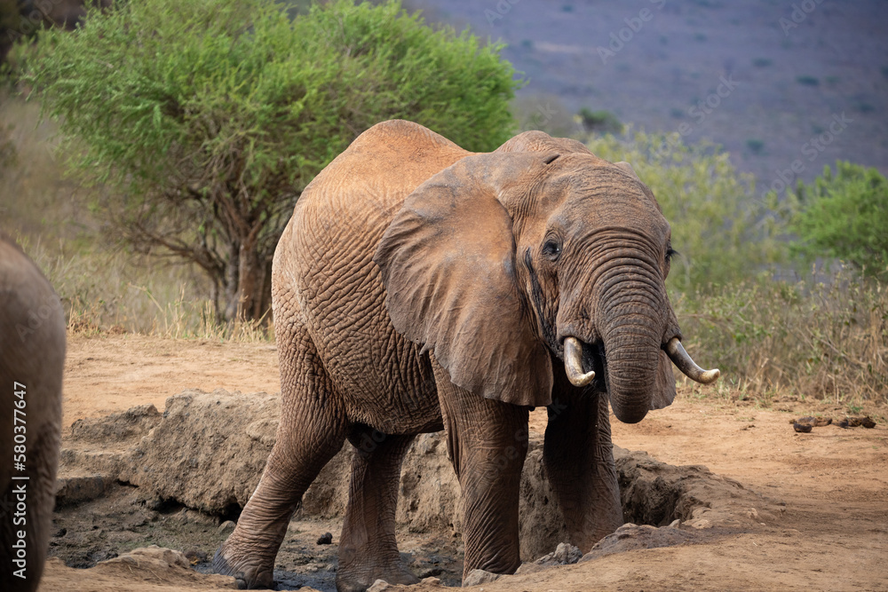 A lonely lone elephant drinking and splashing itself with mud at the waterhole. Beautiful Red Elephant with red soil in Tsavo National Park in Kenya, East Africa