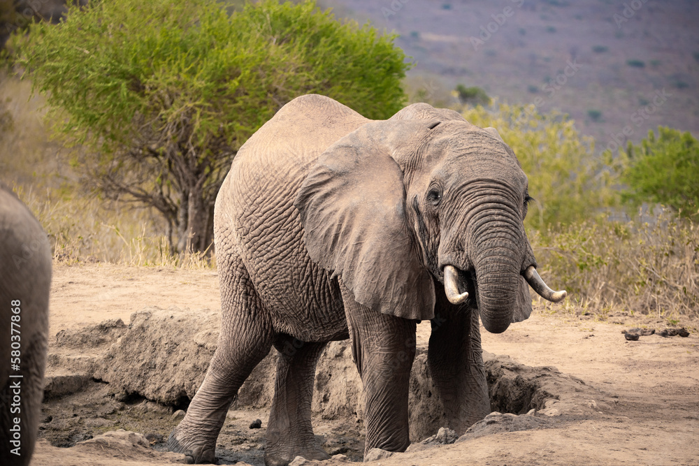 A lonely lone elephant drinking and splashing itself with mud at the waterhole. Beautiful Red Elephant with red soil in Tsavo National Park in Kenya, East Africa A lonely lone elephant drinking and splashing itself with mud at the waterhole. Beautiful Red Elephant with red soil in Tsavo National Park in Kenya, East Africa