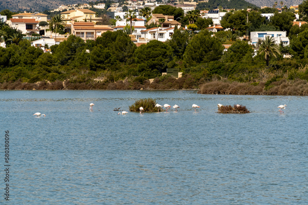 Obraz premium Flamingos in the natural park of Salinas de Calpe 