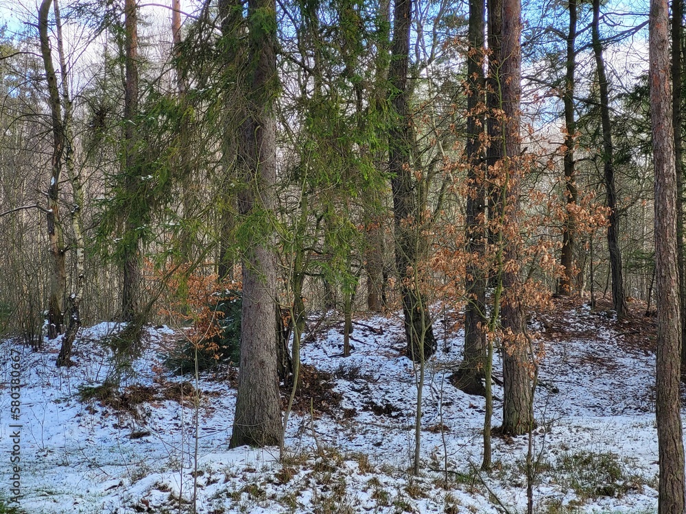 Fototapeta premium lake in the forest