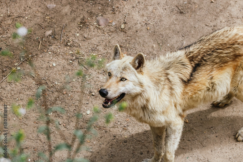 Fototapeta premium Lobo gris buscando comida