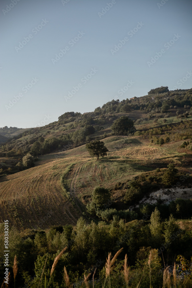 Obraz premium Tree in the field