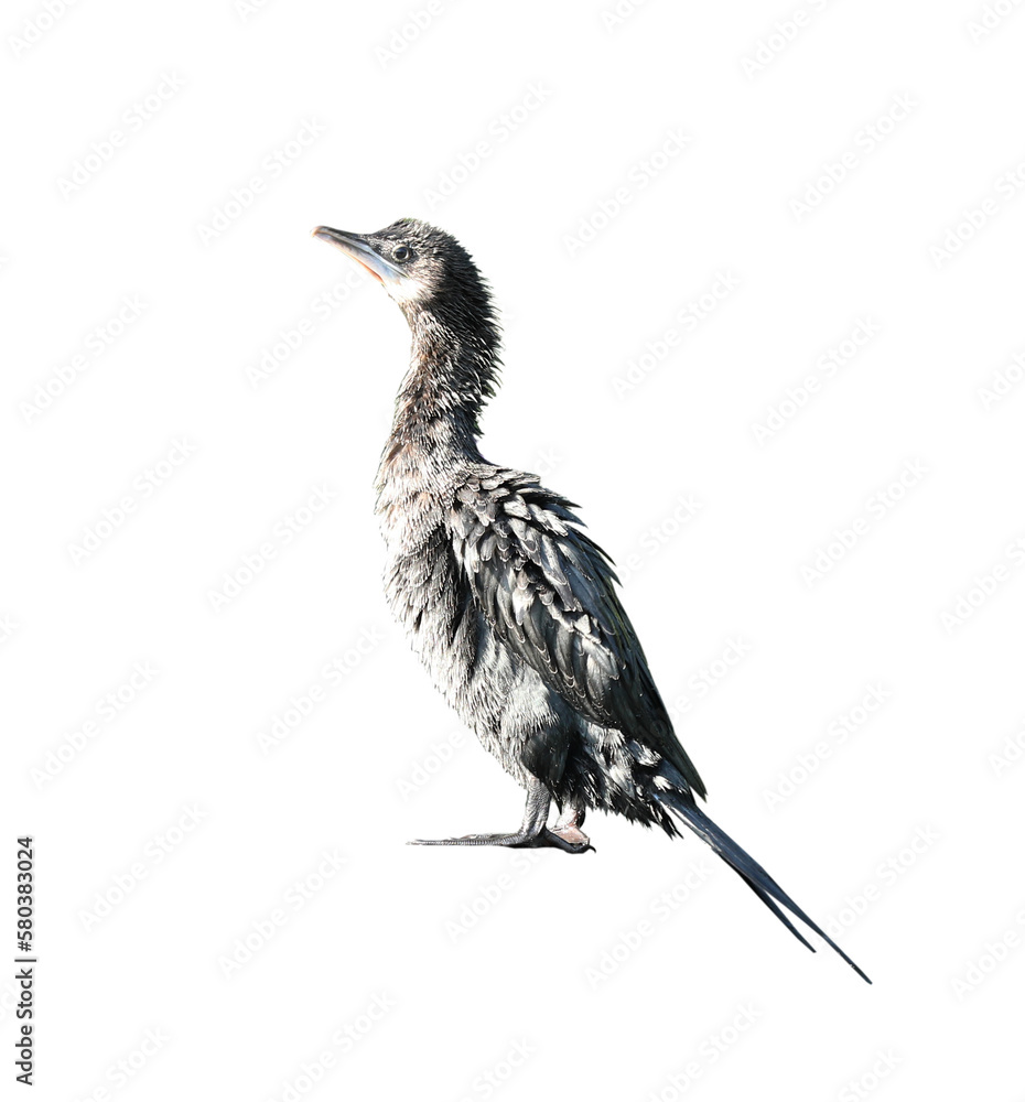 Fototapeta premium Little cormorant or Javanese cormorant on transparent background