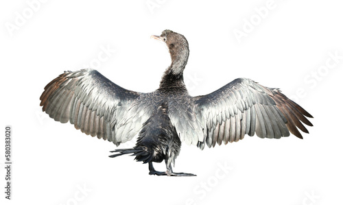 Little cormorant or Javanese cormorant spread wings isolated on transparent background.