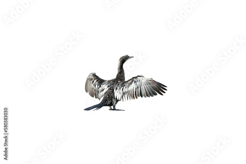 Little cormorant or Javanese cormorant spread wings isolated on transparent background. photo