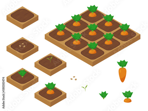 農場ゲームのイラスト_成長するにんじん_アイソメトリック