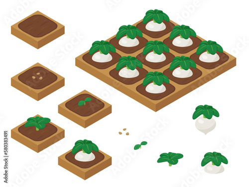 農場ゲームのイラスト_成長する蕪_アイソメトリック