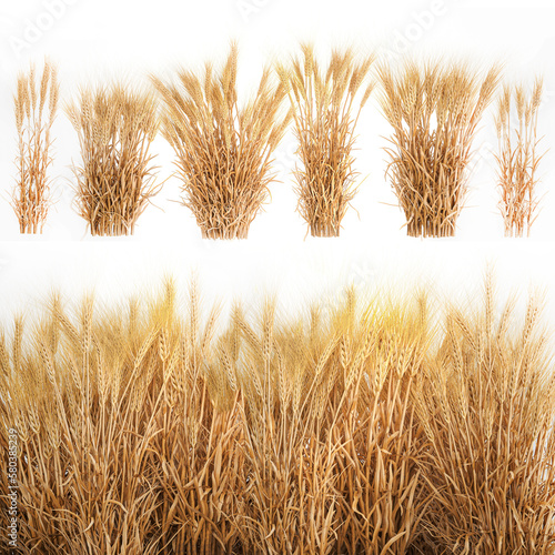 3D illustration Bushes of dry ears of wheat for landscape design on white background