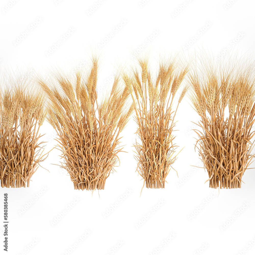 Bushes of dry ears of wheat for landscape design on white background Bushes of dry ears of wheat for landscape design on white background