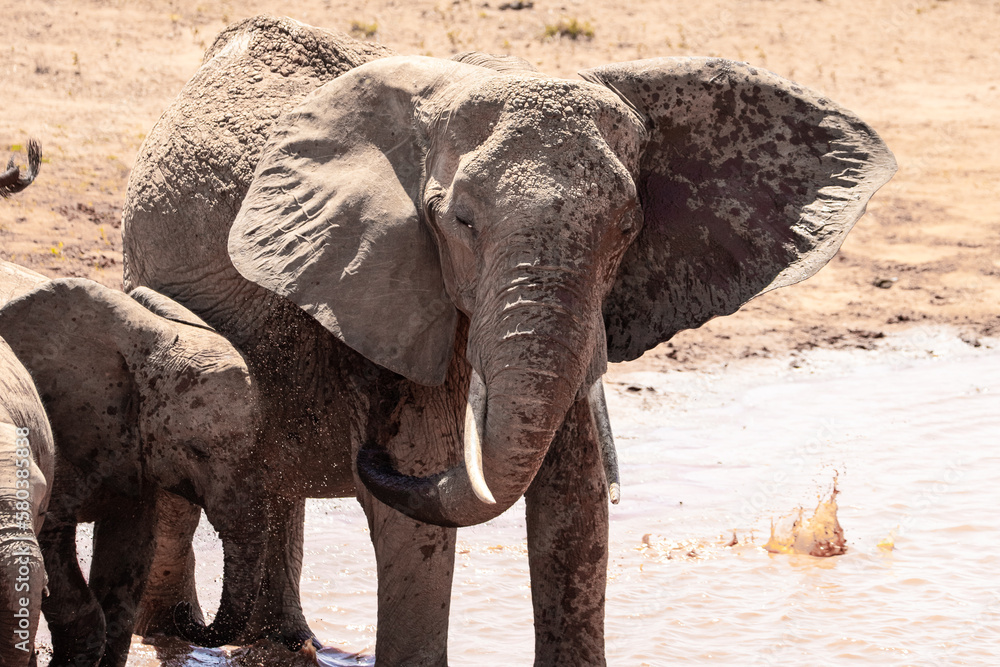 a herd of elephants at the waterhole. They drink water and throw mud at