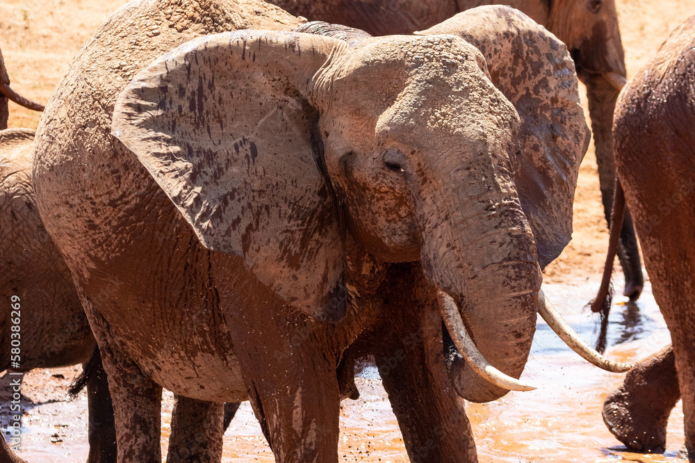 a herd of elephants at the waterhole. They drink water and throw mud at