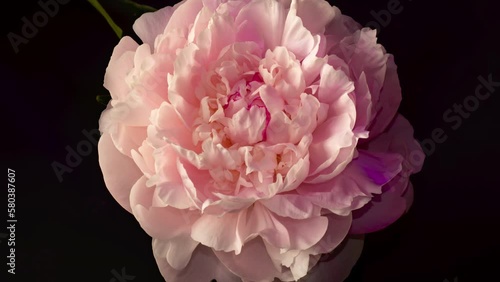 Timelapse beautiful pink peony flowers bouquet opening background. Wedding backdrop. Bouquet on black backdrop	