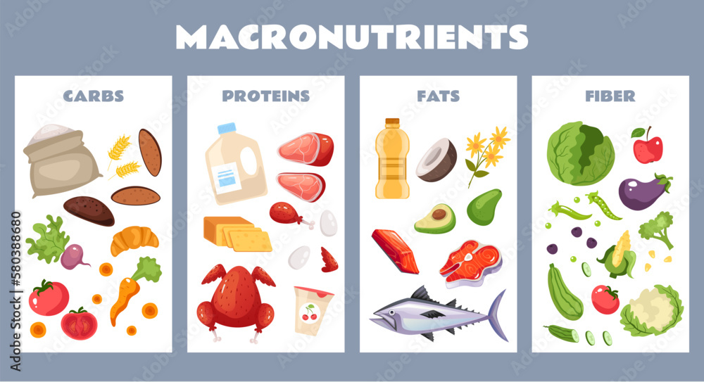 Food protein carbohydrate fiber nutrition macronutrient concept. Vector graphic design illustration