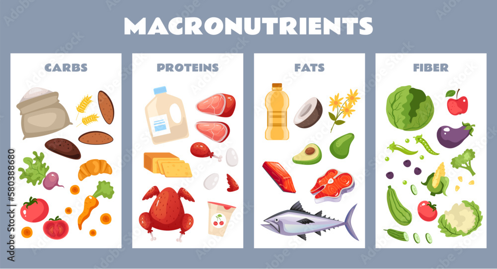 Fototapeta premium Food protein carbohydrate fiber nutrition macronutrient concept. Vector graphic design illustration