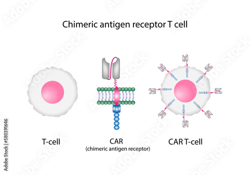 T-cell and Chimeric antigen receptor T cell ,CAR T cell, for use in immunotherapy. chemotherapy. vector illustration.	