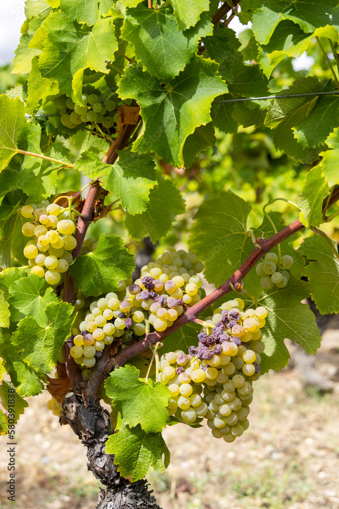 Typical grapes with botrytis cinerea for sweet wines, Sauternes, Bordeaux, Aquitaine, France