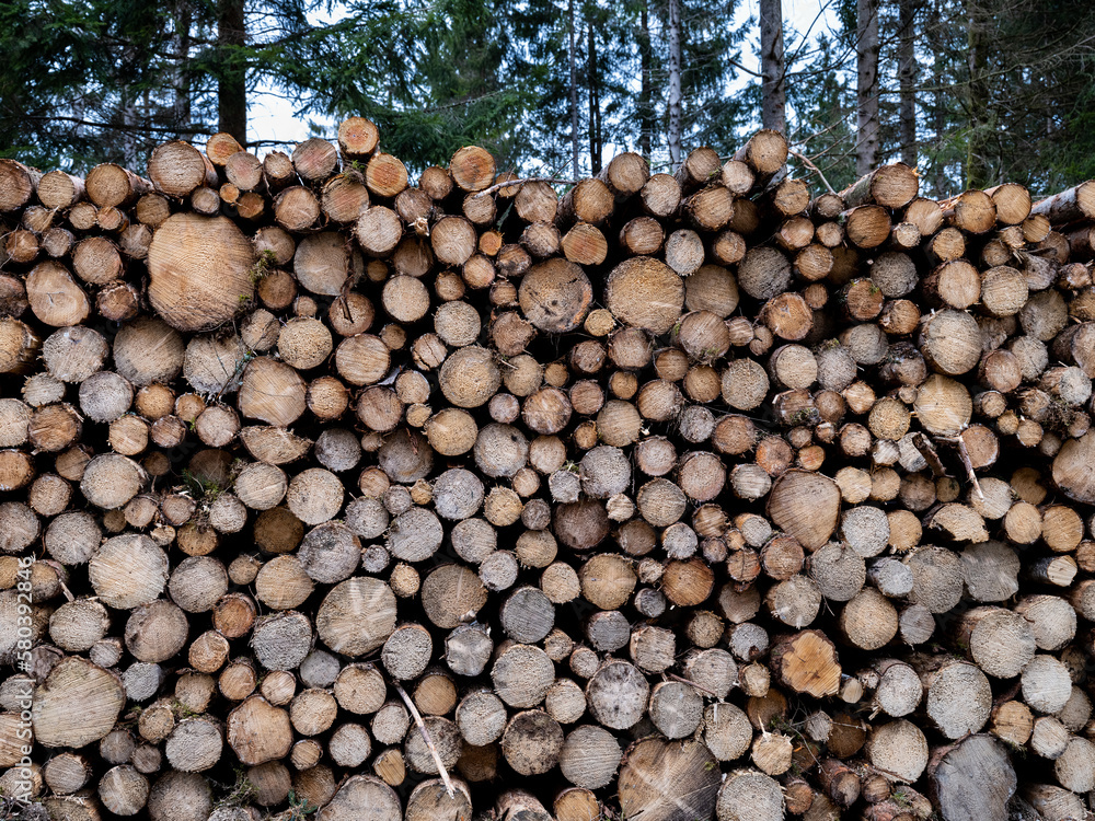 Un tas de bois de sapin coupé et empilé sur le bord d'une forêt