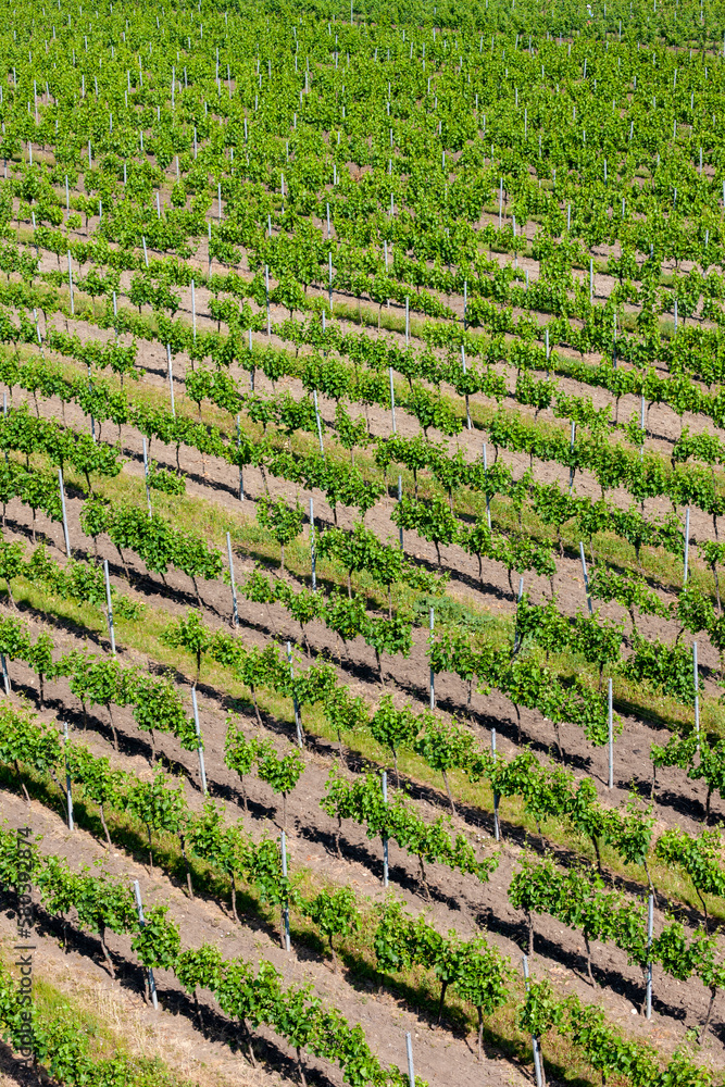 view of spring vineyards near Velke Pavlovice from lookout  tower, Southern Moravia, Czech Republic