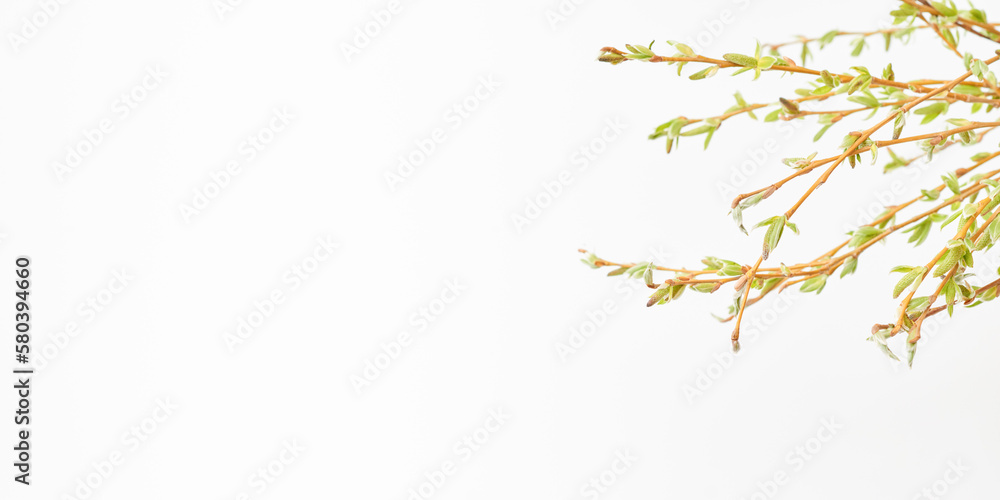 Branches with buds and green leaves. Spring banner with copy space Branches with buds and green leaves. Spring banner with copy space