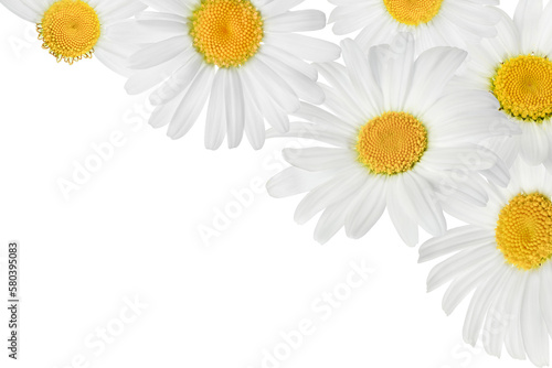 Fototapeta Naklejka Na Ścianę i Meble -  chamomile or daisies isolated on white background. Top view with copy space for your text. Flat lay
