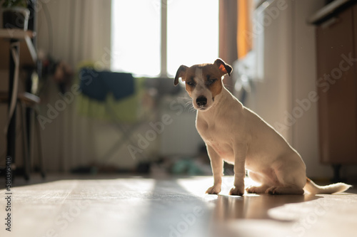 Jack Russell Terrier sits on a wooden floor in an apartment.  © Михаил Решетников