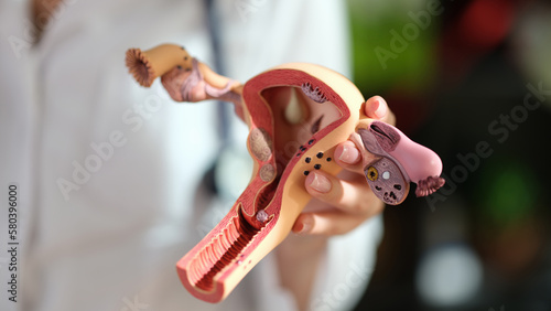 Model of female reproductive system in doctor's hand close up. photo