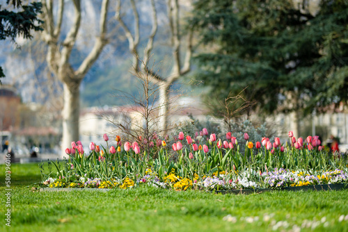 Colourful tulips blossoming in city park of Lecco town on spring day. Picturesque waterfront of Lecco located between famous Lake Como and Bergamo Alps mountains.