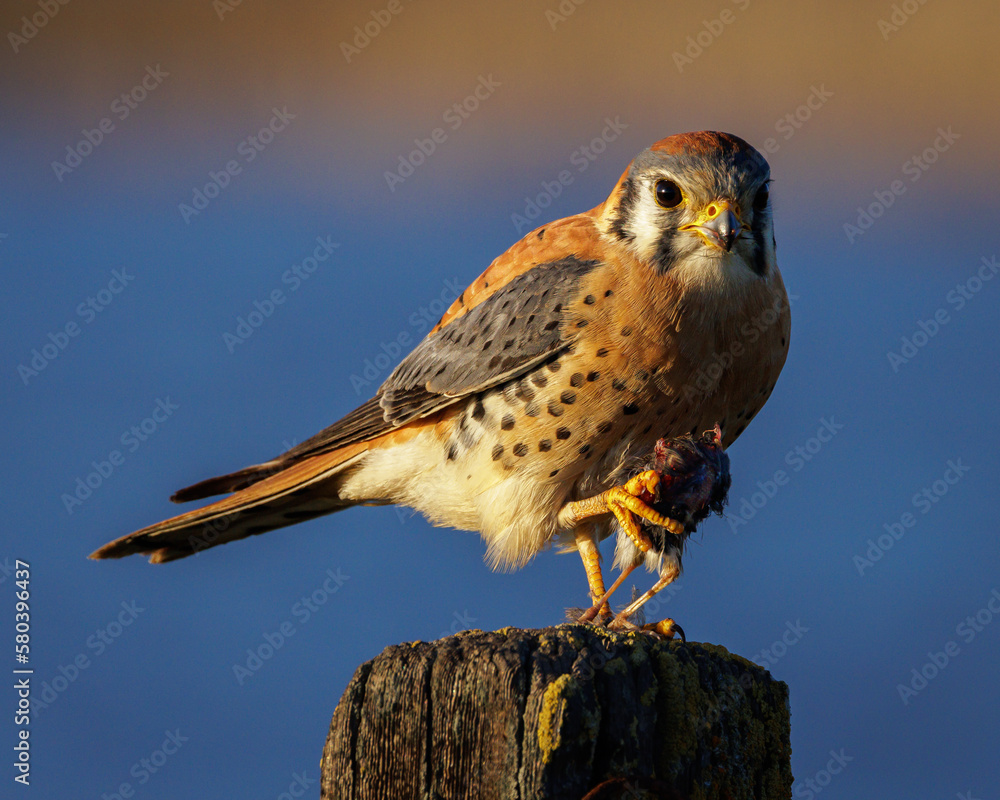American Kestrel American Kestrel