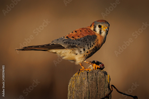 American Kestrel