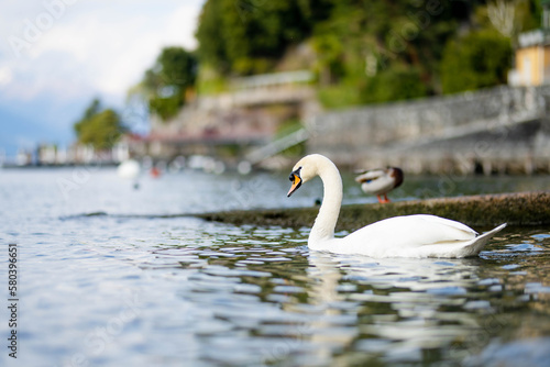 Beautiful white swan swimming in the marina of Varenna  one of the most picturesque towns on the shore of Lake Como. Varenna  Italy.