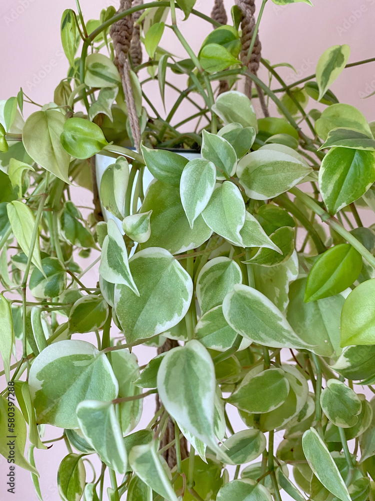Leaves of the peperomia species, planted in a light colored vase, hang on the wall by a macrame support. Leaves of the peperomia species, planted in a light colored vase, hang on the wall by a macrame support.