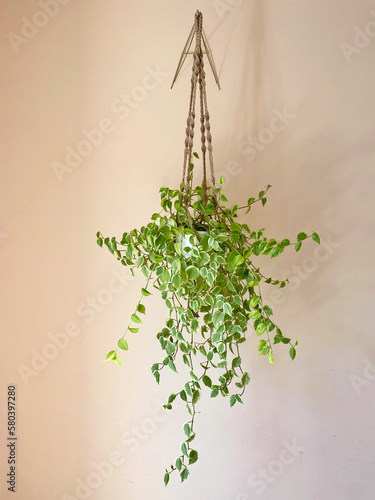 Potted beige plant with the peperomia species, with light green leaves, hanging on a wall by a macrame support. photo
