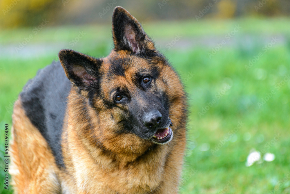 Close-up of a German shepherd dog standing, facing the camera, looking attentively ahead, with its head slightly twisted, as a sign of attention, in the middle of the field, which is out of focus, bla