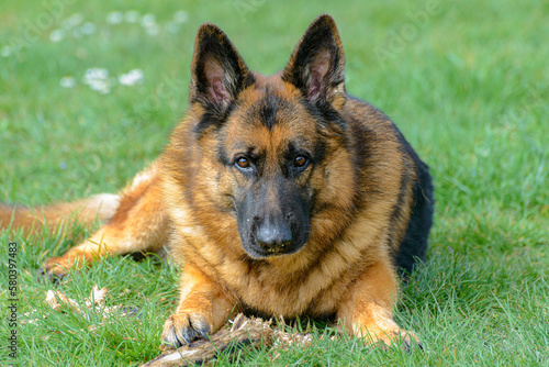 Close-up of a German Shepherd dog lying on the grass facing the camera staring at the viewer with its head slightly raised in the middle of the field, which is out of focus, black and tan colour, ears