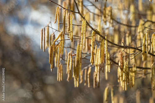 Wallpaper Mural hazel in winter with buds (male catkins) Torontodigital.ca