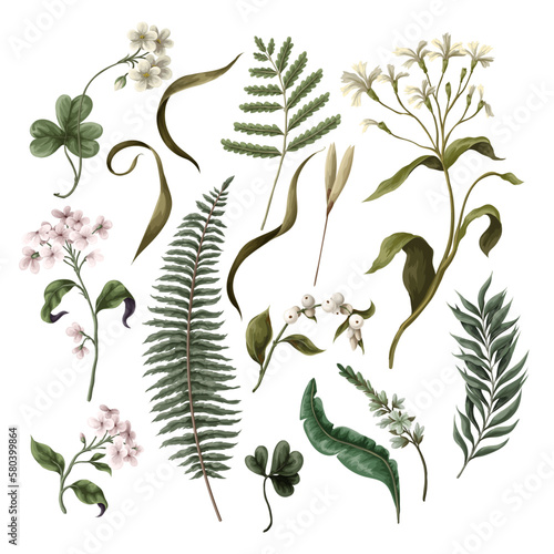 White flowers, fern and different leaves isolated. Botanical illustration. Vector.