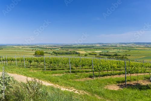 Vineyards near Mailberg, Lower Austria, Austria © Richard Semik
