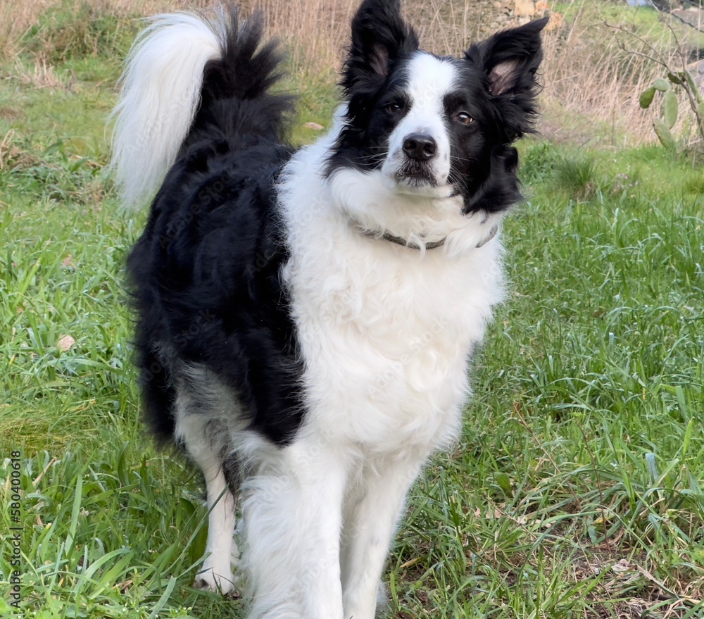 border collie dog