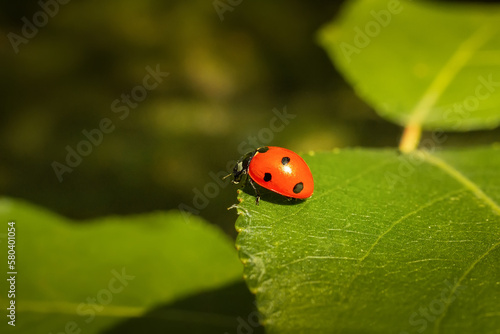 ladybug (Coccinellidae) on parsley stem and green background