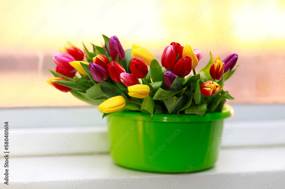Fresh and colourful tulips in green plastic bucket