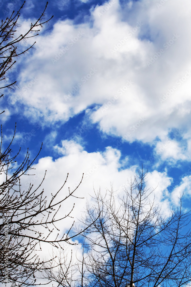 Blue sky with clouds and tree branches Blue sky with clouds and tree branches