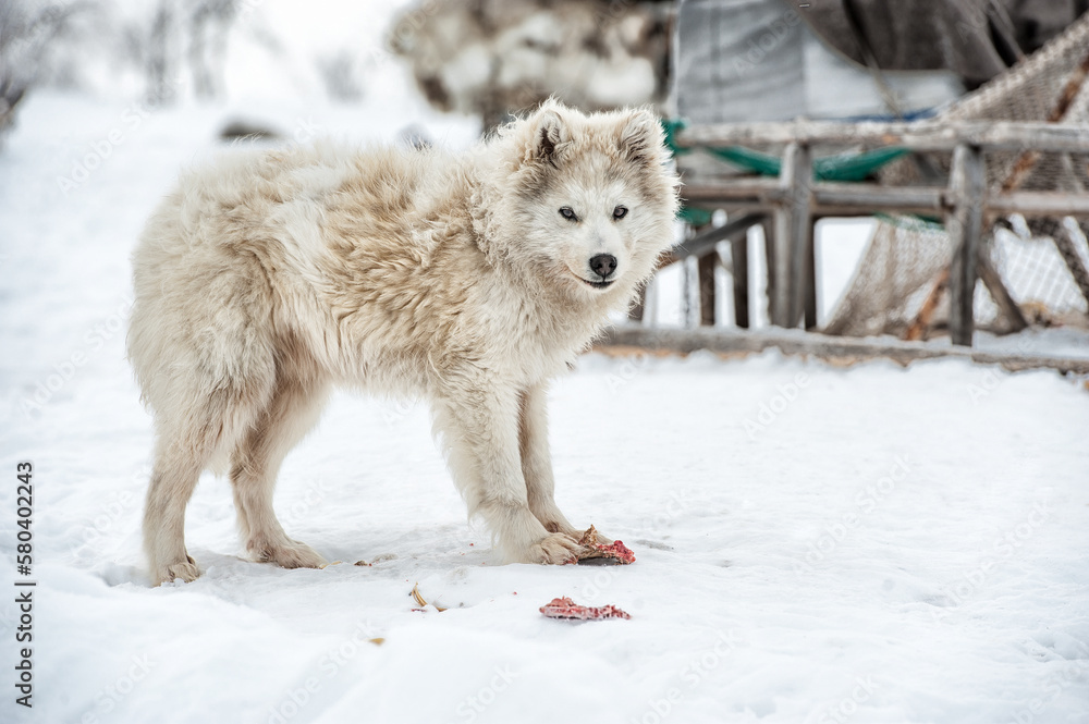 Obraz premium a fluffy white Nenets dog stands in the snow against the background of reindeer herders' sleds and holds a gnawed bone with its paw