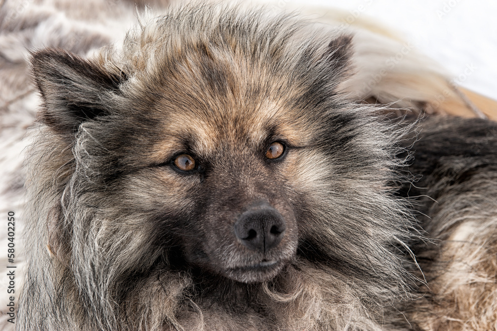 the fluffy muzzle of a dog with sad eyes looks at the camera the fluffy muzzle of a dog with sad eyes looks at the camera