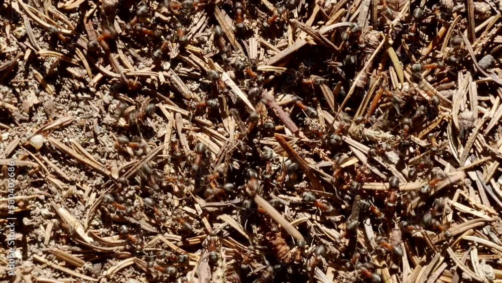 Forest ant workers (Formica Rufa) crawling on giant anthill in 4K VIDEO. Close-up. Formicary nest structure made of pine tree needles. Home for ants in natural environment. Forest ant workers (Formica Rufa) crawling on giant anthill in 4K VIDEO. Close-up. Formicary nest structure made of pine tree needles. Home for ants in natural environment.