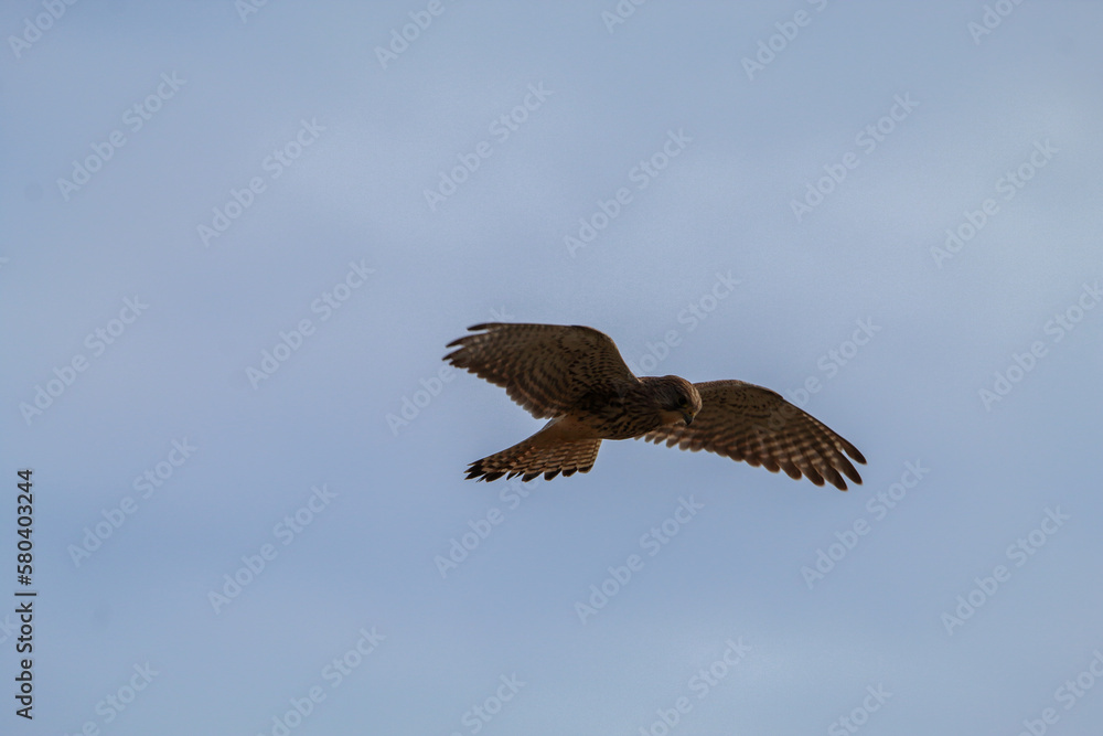 A stunning shot of a Kestrel in flight and hovering over its prey before it swoops to eat. The wings of the bird are fully spread as it battles the harsh winds.