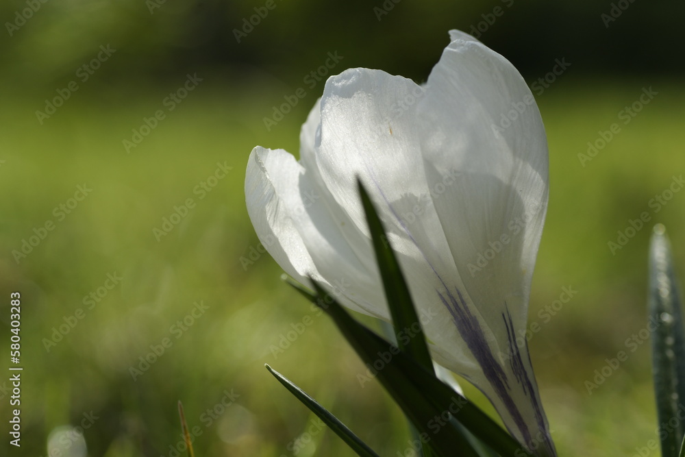 Biały krokus na zielonym tle